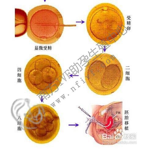 三代试管_1