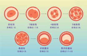 三代试管_1