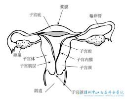 国内外试管医院_1